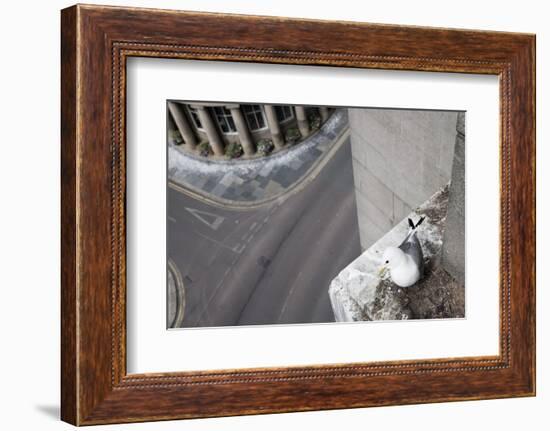 Kittiwake (Rissa Tridactyla) Nesting on Tyne Bridge, Newcastle, UK, June-Ann & Steve Toon-Framed Photographic Print