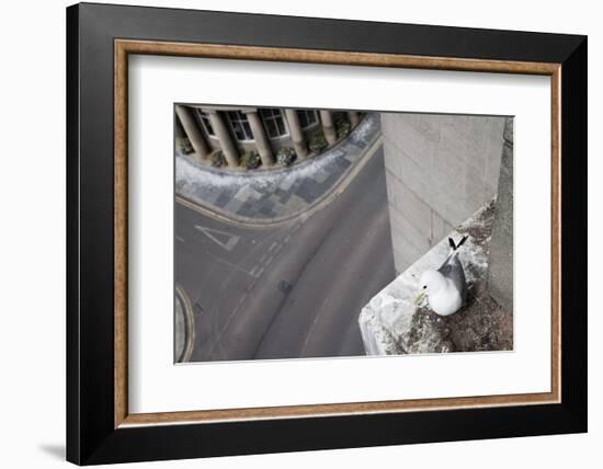 Kittiwake (Rissa Tridactyla) Nesting on Tyne Bridge, Newcastle, UK, June-Ann & Steve Toon-Framed Photographic Print