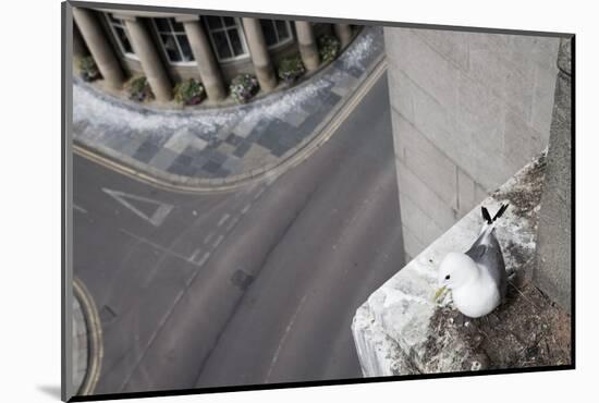 Kittiwake (Rissa Tridactyla) Nesting on Tyne Bridge, Newcastle, UK, June-Ann & Steve Toon-Mounted Photographic Print