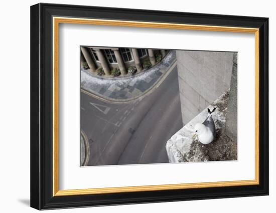 Kittiwake (Rissa Tridactyla) Nesting on Tyne Bridge, Newcastle, UK, June-Ann & Steve Toon-Framed Photographic Print