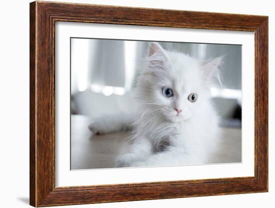 Kitty Blue-Cristina Carra Caso-Framed Photographic Print