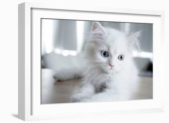 Kitty Blue-Cristina Carra Caso-Framed Photographic Print