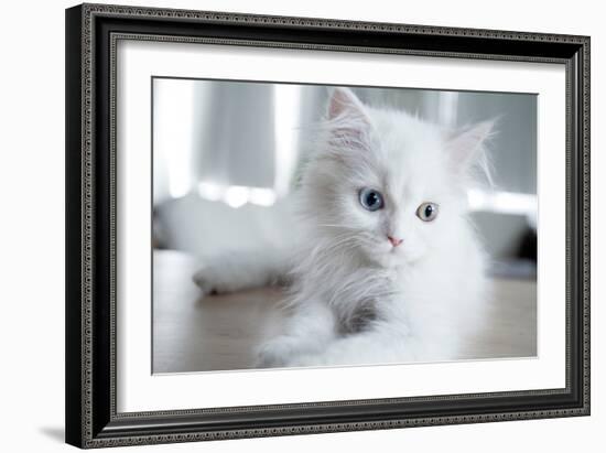 Kitty Blue-Cristina Carra Caso-Framed Photographic Print