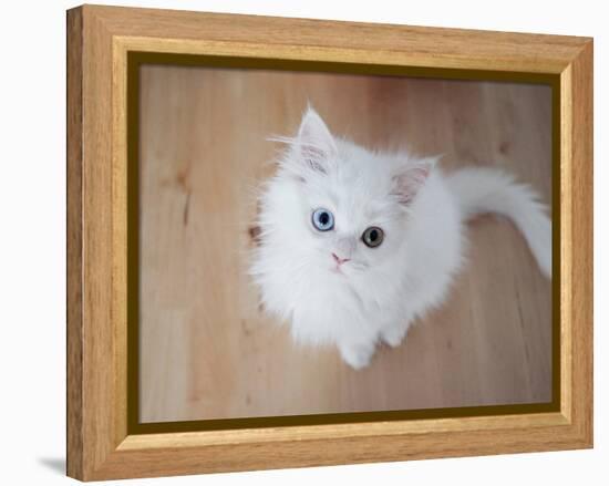 Kitty II-Cristina Carra Caso-Framed Premier Image Canvas