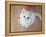 Kitty II-Cristina Carra Caso-Framed Premier Image Canvas