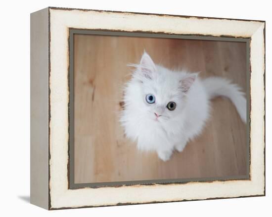 Kitty II-Cristina Carra Caso-Framed Premier Image Canvas