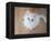 Kitty II-Cristina Carra Caso-Framed Premier Image Canvas