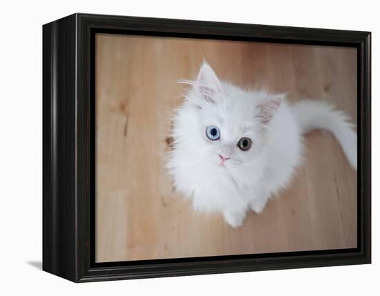 Kitty II-Cristina Carra Caso-Framed Premier Image Canvas