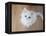 Kitty II-Cristina Carra Caso-Framed Premier Image Canvas