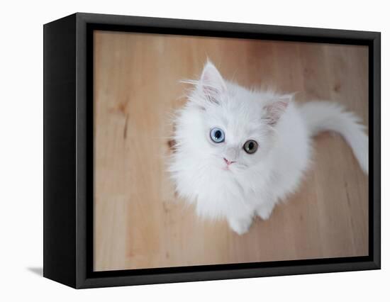 Kitty II-Cristina Carra Caso-Framed Premier Image Canvas