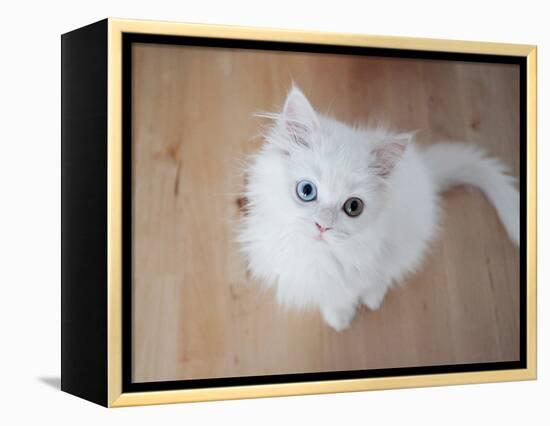 Kitty II-Cristina Carra Caso-Framed Premier Image Canvas