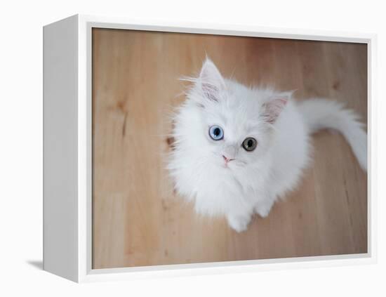 Kitty II-Cristina Carra Caso-Framed Premier Image Canvas