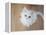 Kitty II-Cristina Carra Caso-Framed Premier Image Canvas