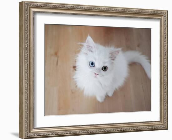 Kitty II-Cristina Carra Caso-Framed Photographic Print