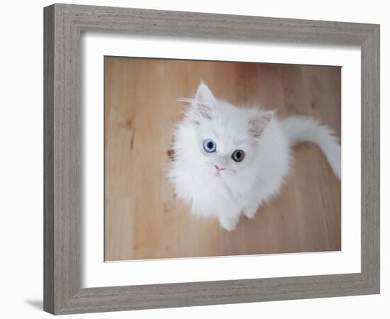 Kitty II-Cristina Carra Caso-Framed Photographic Print