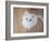 Kitty II-Cristina Carra Caso-Framed Photographic Print