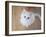 Kitty II-Cristina Carra Caso-Framed Photographic Print