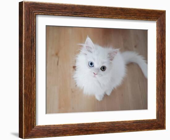 Kitty II-Cristina Carra Caso-Framed Photographic Print