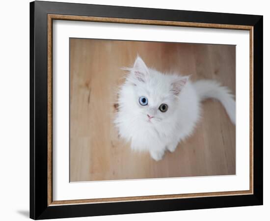 Kitty II-Cristina Carra Caso-Framed Photographic Print