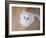 Kitty II-Cristina Carra Caso-Framed Photographic Print