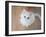 Kitty II-Cristina Carra Caso-Framed Photographic Print