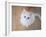 Kitty II-Cristina Carra Caso-Framed Photographic Print