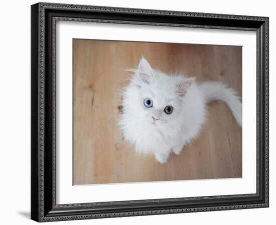 Kitty II-Cristina Carra Caso-Framed Photographic Print