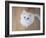 Kitty II-Cristina Carra Caso-Framed Photographic Print