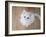 Kitty II-Cristina Carra Caso-Framed Photographic Print