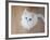 Kitty II-Cristina Carra Caso-Framed Photographic Print