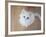 Kitty II-Cristina Carra Caso-Framed Photographic Print