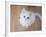 Kitty II-Cristina Carra Caso-Framed Photographic Print