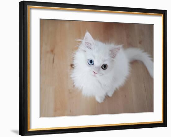 Kitty II-Cristina Carra Caso-Framed Photographic Print