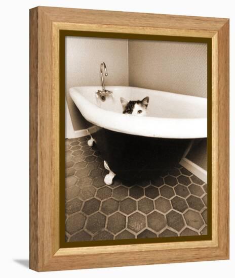 Kitty III-Jim Dratfield-Framed Stretched Canvas