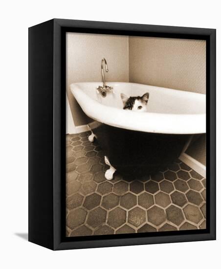 Kitty III-Jim Dratfield-Framed Stretched Canvas