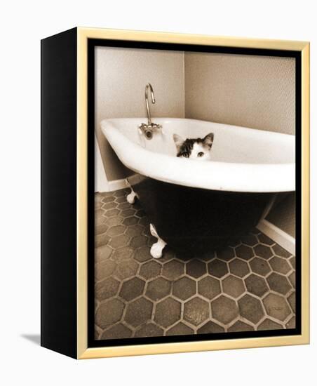 Kitty III-Jim Dratfield-Framed Stretched Canvas