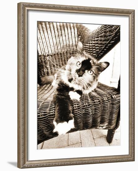 Kitty IV-Jim Dratfield-Framed Photo