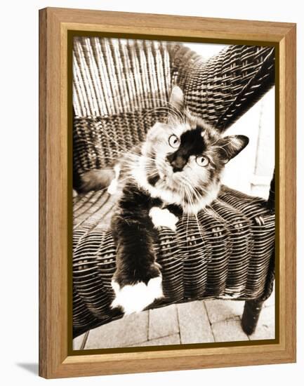 Kitty IV-Jim Dratfield-Framed Stretched Canvas