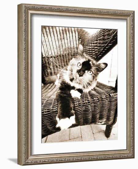 Kitty IV-Jim Dratfield-Framed Photo