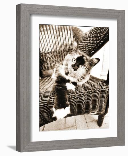 Kitty IV-Jim Dratfield-Framed Photo