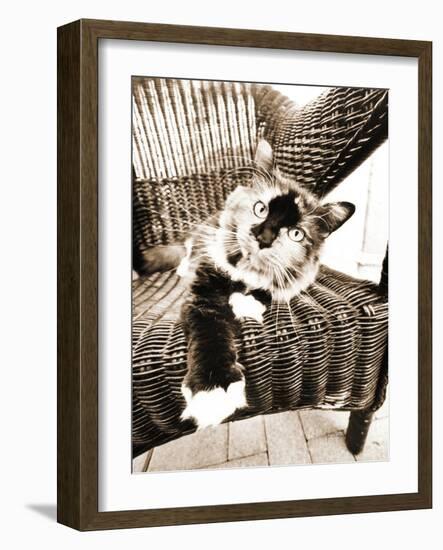 Kitty IV-Jim Dratfield-Framed Photo