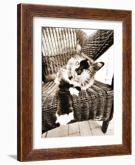 Kitty IV-Jim Dratfield-Framed Photo