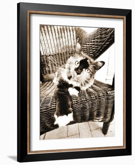 Kitty IV-Jim Dratfield-Framed Photo