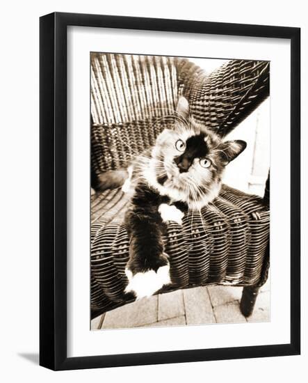 Kitty IV-Jim Dratfield-Framed Photo