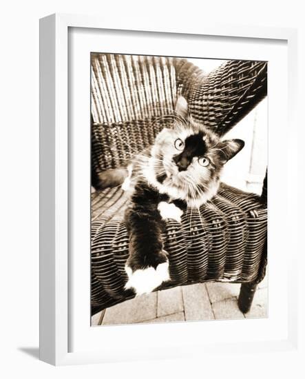 Kitty IV-Jim Dratfield-Framed Photo