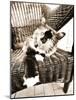 Kitty IV-Jim Dratfield-Mounted Photo