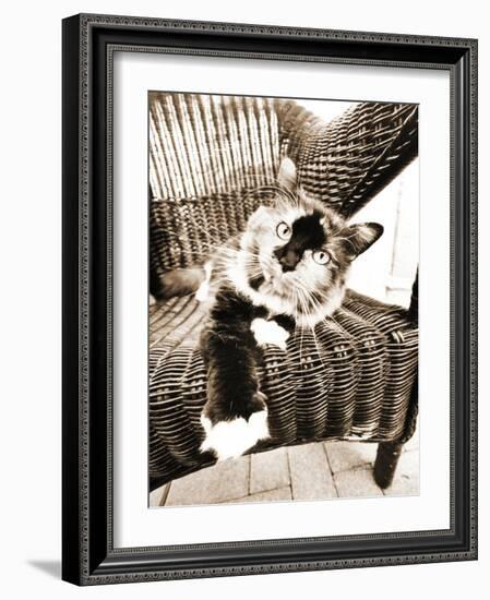 Kitty IV-Jim Dratfield-Framed Photo