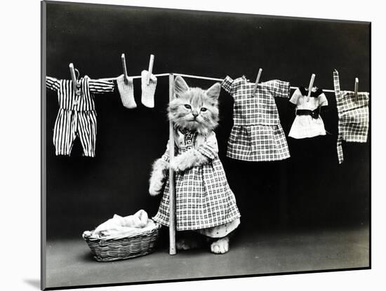 Kitty Laundry-Vintage Apple Collection-Mounted Giclee Print