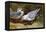 Kittywake Gulls-Archibald Thorburn-Framed Premier Image Canvas