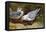 Kittywake Gulls-Archibald Thorburn-Framed Premier Image Canvas